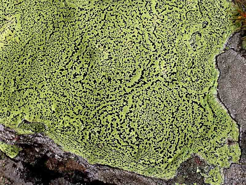 Rhizocarpon da det.